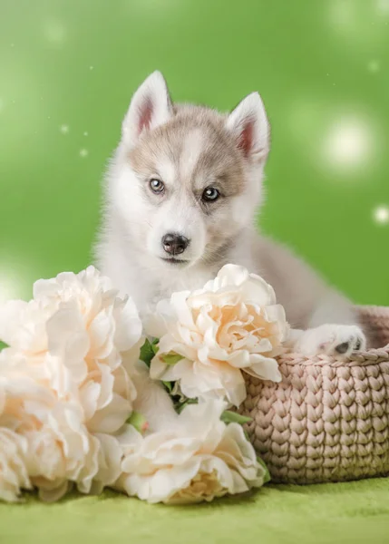 Husky cucciolo su uno sfondo verde — Foto Stock