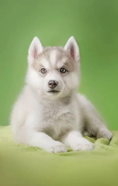 Husky cucciolo su uno sfondo verde — Foto Stock