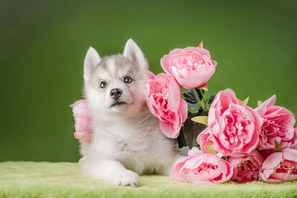 Husky cucciolo su uno sfondo verde — Foto Stock