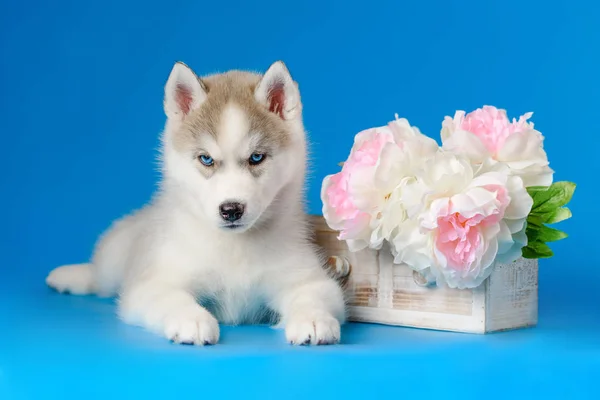 Husky cucciolo su uno sfondo blu — Foto Stock