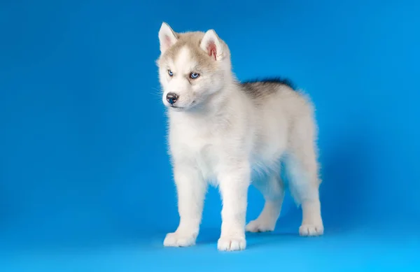 Husky puppy on a blue background — Stock Photo, Image