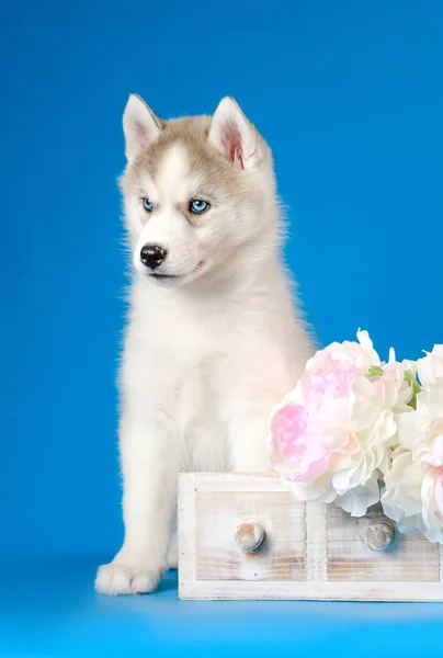 Husky cucciolo su uno sfondo blu — Foto Stock