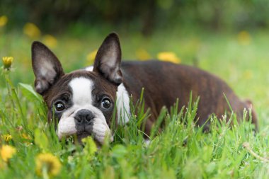 yeşil çim üzerinde boston terrier