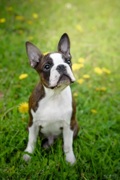 Boston terrier na grama verde — Fotografia de Stock