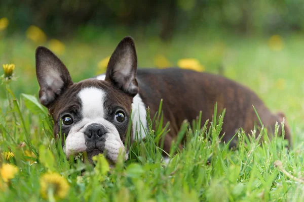 Boston Terrier na zielonej trawie — Zdjęcie stockowe