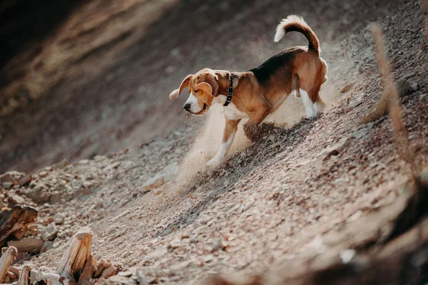 Le beagle marche dans la nature — Photo