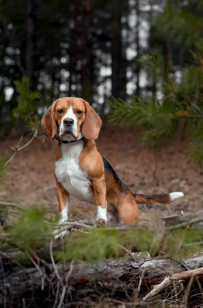 O beagle anda na natureza — Fotografia de Stock