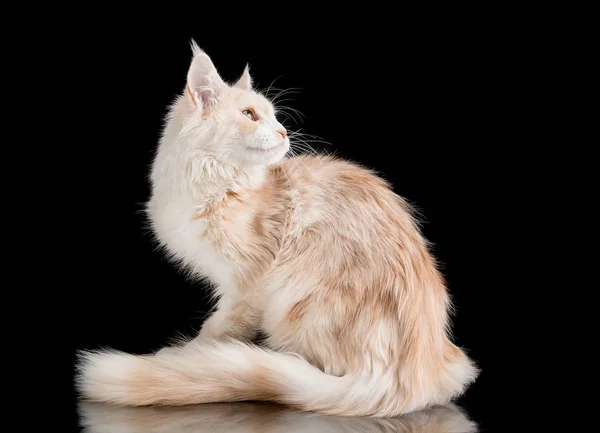 Maine coon kat op een zwarte achtergrond — Stockfoto