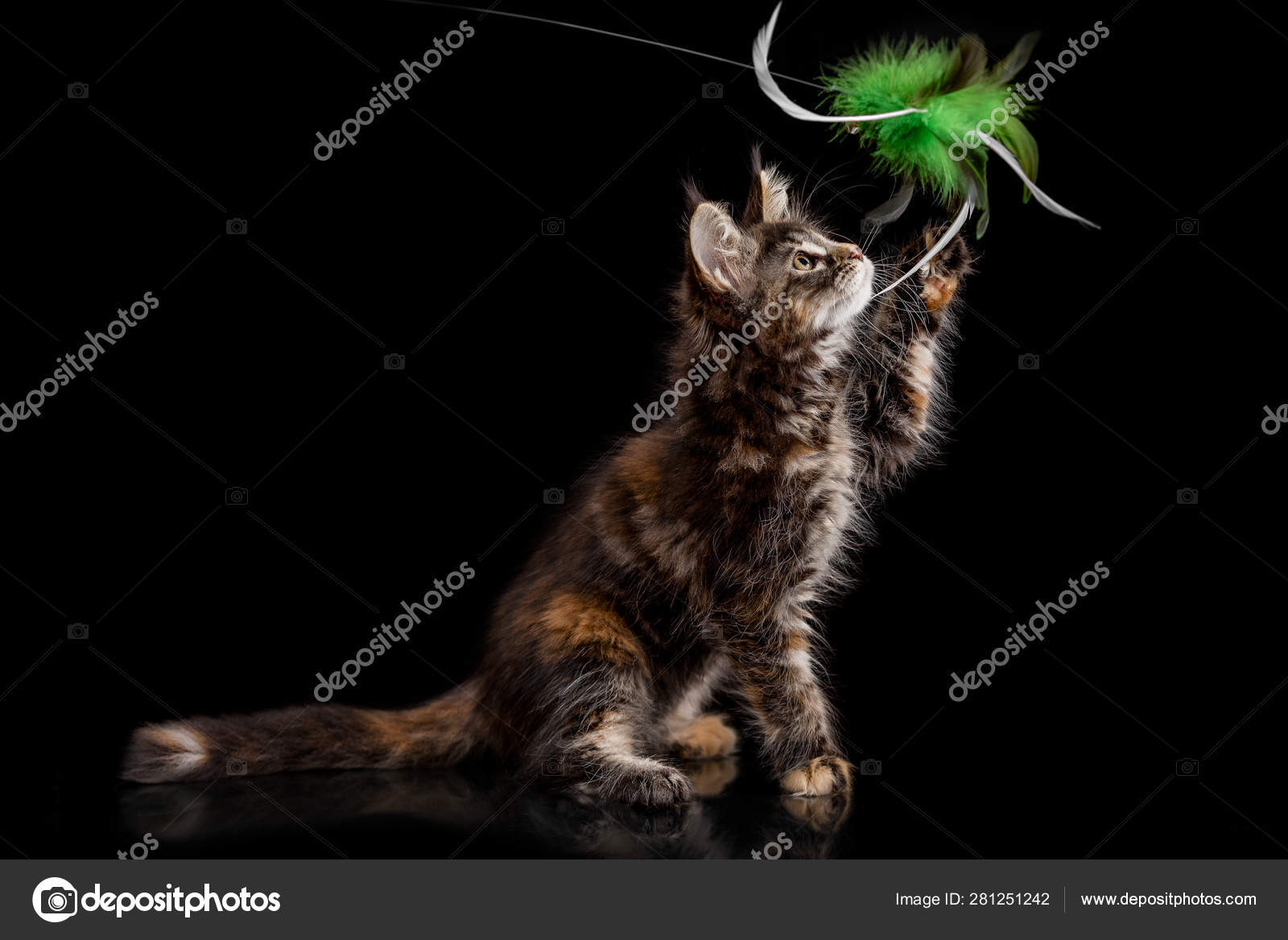Maine Coon Chaton Sur Un Fond Noir Image Libre De Droit Par Adikatz C