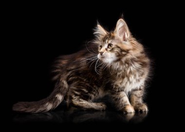 Maine Coon kedi yavrusu siyah bir zemin üzerine