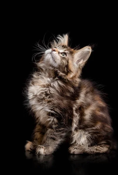 Maine Coon kitten on a black background — Stock Photo, Image