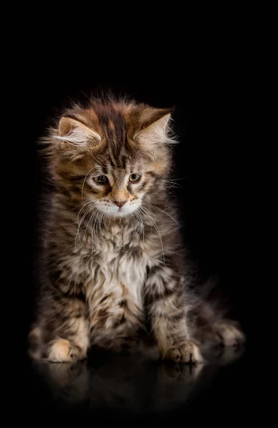 Maine Coon kedi yavrusu siyah bir zemin üzerine — Stok fotoğraf