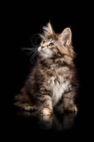 Maine Coon gatito sobre un fondo negro — Foto de Stock