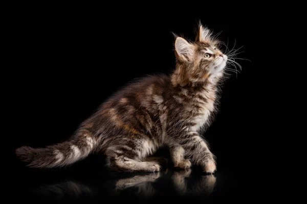 Maine Coon gatito sobre un fondo negro — Foto de Stock