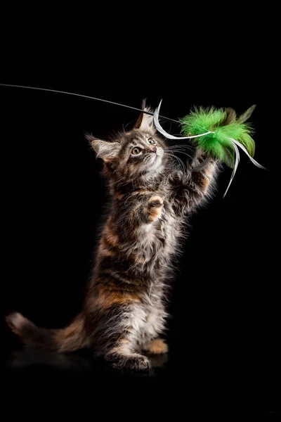 Maine Coon kitten op een zwarte achtergrond — Stockfoto