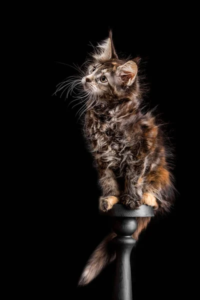 Maine Coon gatito sobre un fondo negro — Foto de Stock