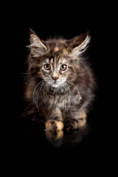 Maine Coon gatito sobre un fondo negro — Foto de Stock