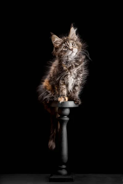 Maine Coon gatito sobre un fondo negro — Foto de Stock