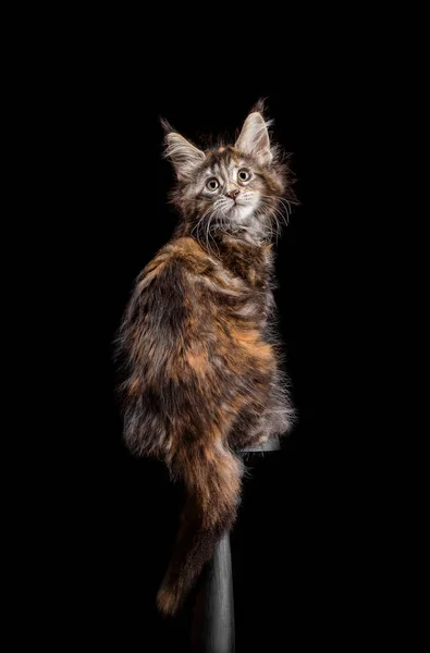 Maine Coon gatito sobre un fondo negro — Foto de Stock