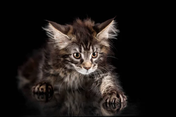 Maine Coon Kätzchen auf schwarzem Hintergrund — Stockfoto