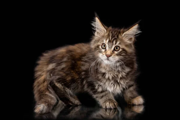 Maine Coon gatito sobre un fondo negro — Foto de Stock