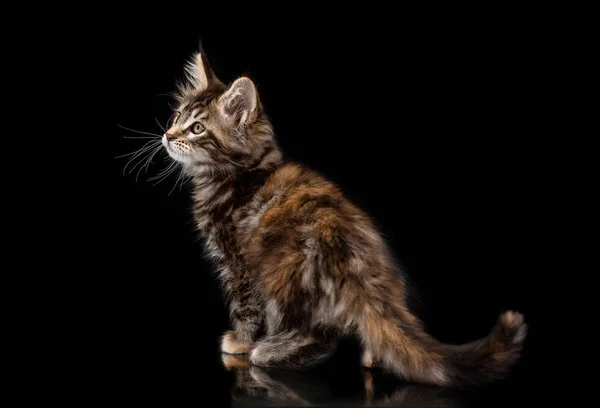 Maine Coon kitten on a black background — Stock Photo, Image