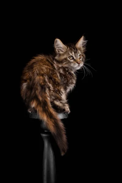 Maine Coon gatito sobre un fondo negro — Foto de Stock