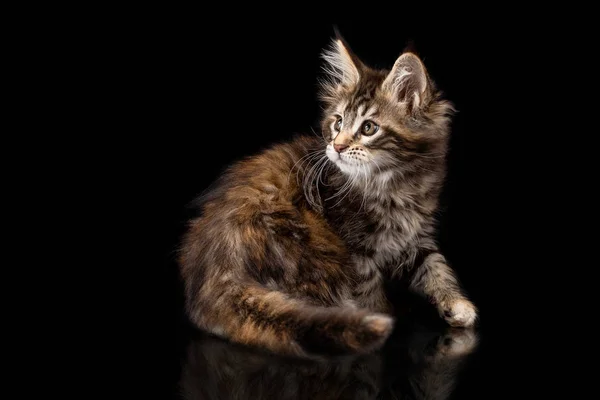 Maine Coon gatito sobre un fondo negro — Foto de Stock