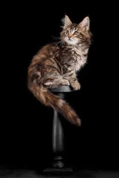 Maine Coon gatito sobre un fondo negro — Foto de Stock