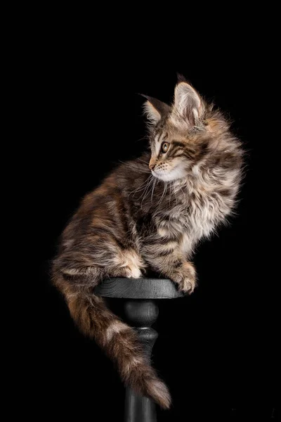 Maine Coon gatito sobre un fondo negro — Foto de Stock