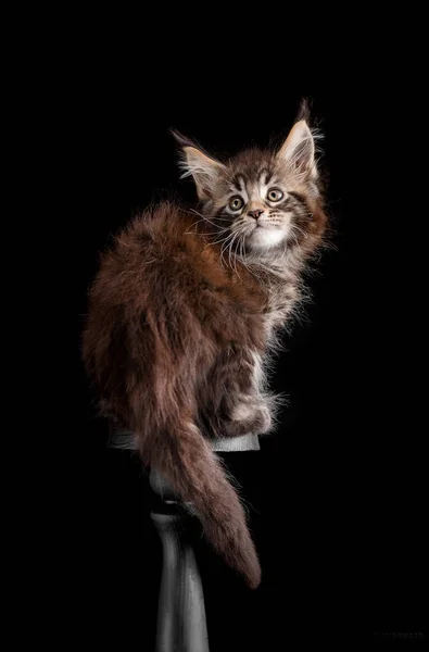 Maine Coon gatito sobre un fondo negro — Foto de Stock