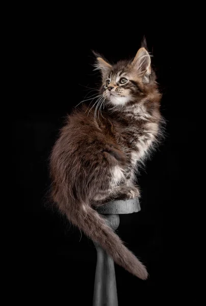 Maine Coon gatito sobre un fondo negro — Foto de Stock