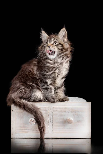 Maine Coon gatito sobre un fondo negro — Foto de Stock