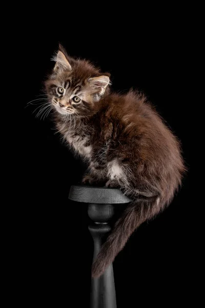 Maine Coon gatito sobre un fondo negro — Foto de Stock