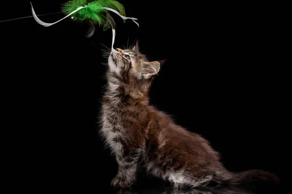 Maine Coon kitten op een zwarte achtergrond — Stockfoto