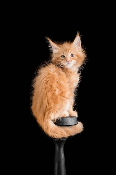 Gatito rojo Maine Coon sobre un fondo negro — Foto de Stock