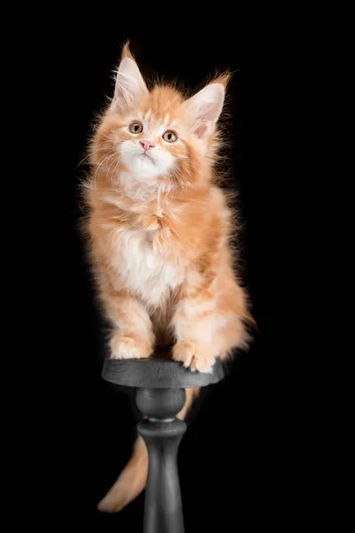 Gatito rojo Maine Coon sobre un fondo negro — Foto de Stock