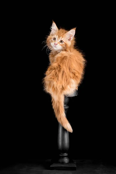 Gatito rojo Maine Coon sobre un fondo negro — Foto de Stock