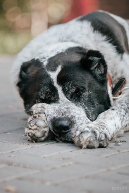 Siyah ve beyaz Orta Asya çoban köpeği yalan söyler