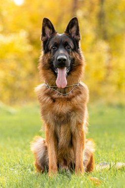 Sokakta Alman çoban köpeği portresi