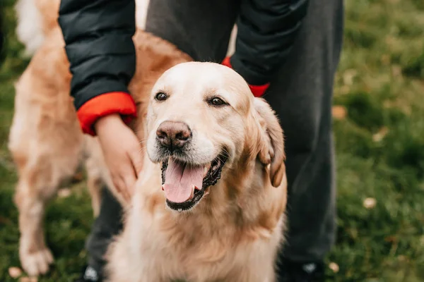 Enfant caressant golden retriever — Photo