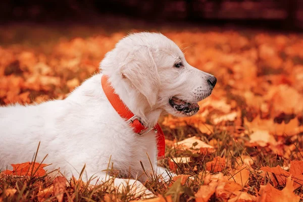 Filhote de cachorro golden retriever em folhas de outono — Fotografia de Stock