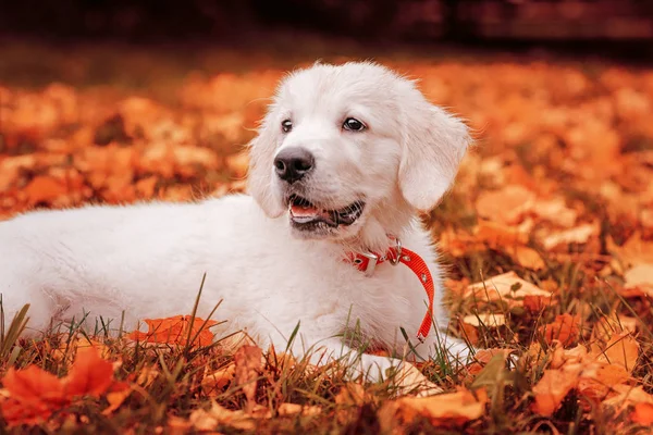 Chiot golden retriever dans les feuilles d'automne — Photo