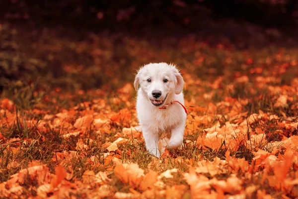 Sonbahar yapraklarında golden retriever köpek yavrusu