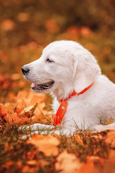 秋の紅葉のゴールデンレトリバー子犬 — ストック写真