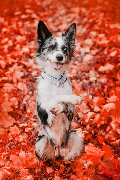 Border Collie im Herbstlaub — Stockfoto