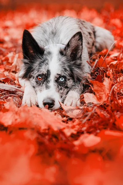 Frontière collie dans le feuillage d'automne — Photo