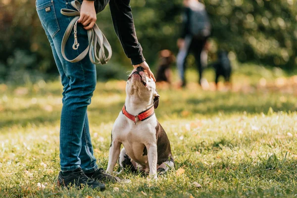 Uomo e americano staffordshire terrier in natura — Foto Stock