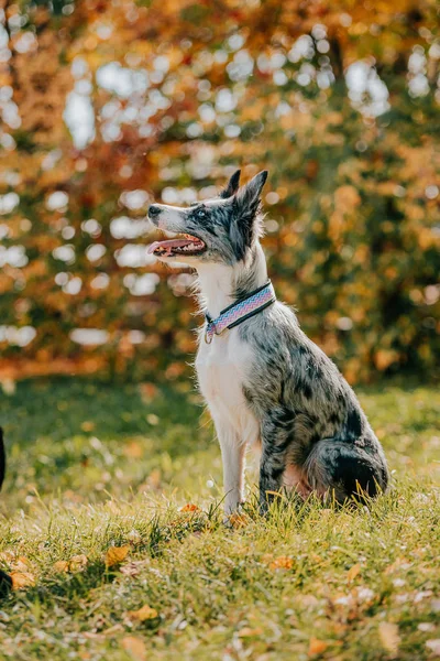 Frontière collie dans le feuillage d'automne — Photo