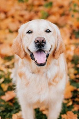 Sonbahar yapraklarında golden retriever